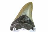 Bargain, Fossil Megalodon Tooth - North Carolina #153123-1